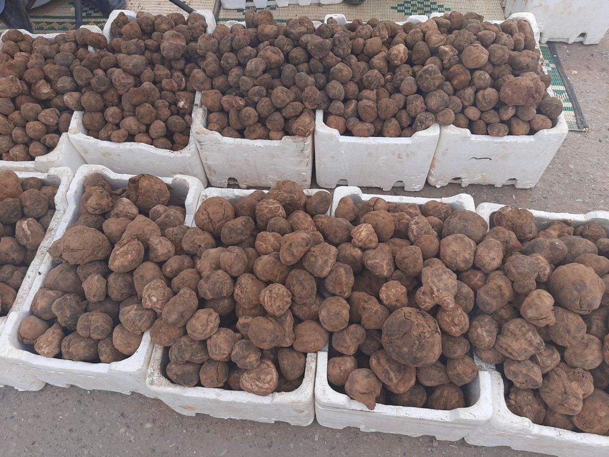 مقـتل 4 من عمال الکمأة بانفـجار لغـم أرضي في بادية جبل البشري بريف دير الزور