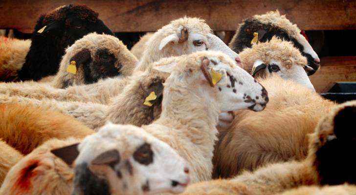 “تل أبيض” و “رأس العين” تتصدران قائمة المناطق الأرخص في أسعار الأضاحي لهذا العام
