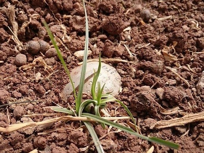 مخلفات الحرب تودي بحياة طفلين في قرية المقبلة بريف حلب