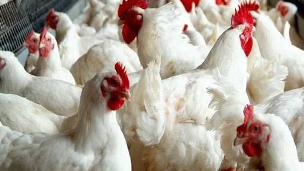 خبراء ومسؤولون ينفون الشائعات المتداولة حول أمراض الدواجن في سوريا
