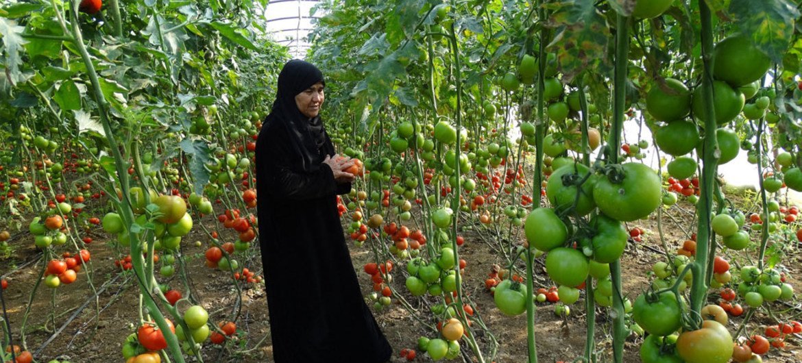 تعويض مزارعي البيوت المحمية المتضررين من “التنين البحري” في طرطوس